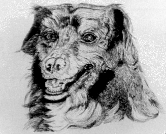 Blackie the Dog